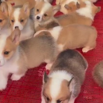 柯基犬