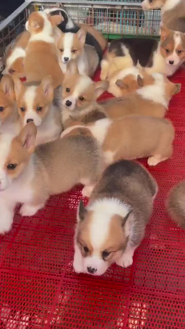 柯基犬批发]柯基犬价格800.00元/个- 一亩田