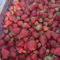 美十三草莓加工果现已大量上货欢迎新老客户前来收购