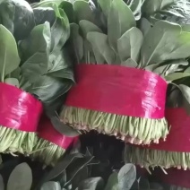 菠菜