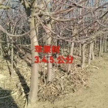锦州北镇货源，批发零售各种果树苗，苹果树，李子树，梨树，
