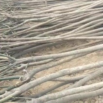 国槐老式国槐5公分一级货苗圃现挖