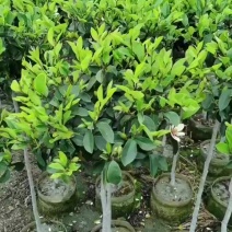 含笑花/花卉浓香型开花不断家庭种植盆栽花卉大全含笑大老桩