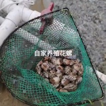 自己养殖东风螺，个头大，价位便宜