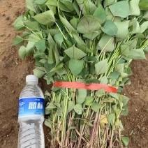 红薯苗规格齐全，成活率高苗壮无病，提供技术指导，欢迎电联