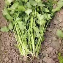 精品香菜