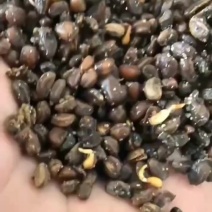 马哈利种子大量供应代发全国诚信合作欢迎来电