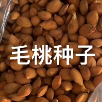 毛桃种子，手检毛桃，品质保证诚信合作欢迎来电