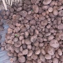 精品红藤山乌龟大量现货（一午午午久久零琪琪一琪）