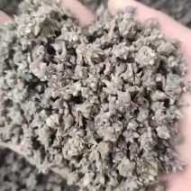 野生猫抓草