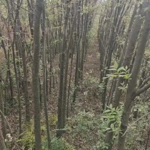 本地朴树，小叶大小都有（5分——30分）