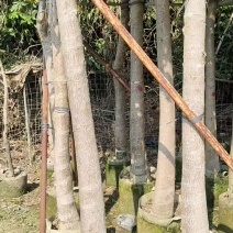 芒果树芒果老桩