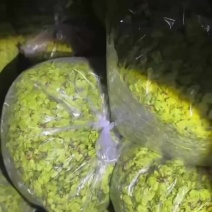 精品榆钱产地直发，价格抄底