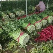 大量有货，精品，加工厂都有价格好说需要联系我