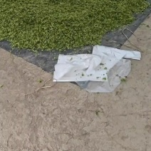 榆钱