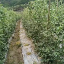 出售云南豆角