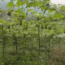 出售云南佛手瓜