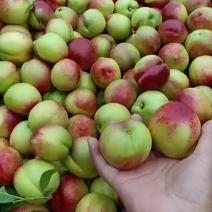 油桃毛桃