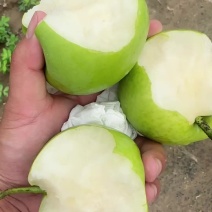 酥脆一号翠冠梨