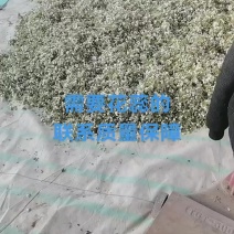 新鲜的花蕊，梨树授粉坐果多