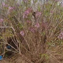 基地大量出售冠幅80-200厘米丛生紫丁香
