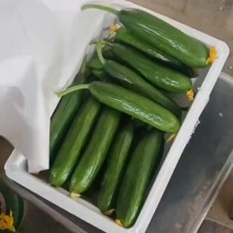 水果黄瓜，菏泽水果黄瓜产地，各种包装，全国可发