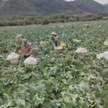 上等花菜