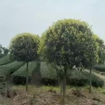 独杆桂花树，（自产自销）大量出售10一60公分桂花树