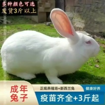 新西兰白兔子正品兔子