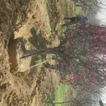 龙枣树，龙枣树供货