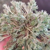 茵陈鲜货当天新的