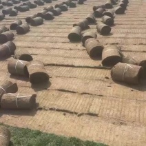 百幕大草坪卷