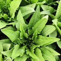 精品油麦菜
