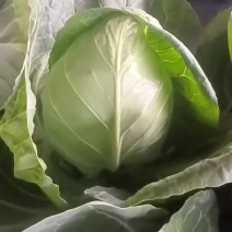 牛心甘蓝菜