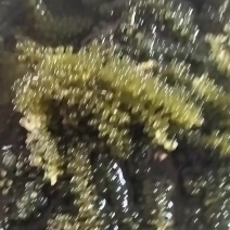 海葡萄，海菜！