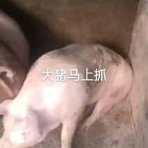 地地道道，农村土猪肉，玉米面喂大的，最少11个月出栏的呢