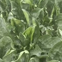 新鲜波菜