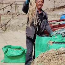 甘肃（纯低杆芪苗子抗旱产量高）成活率高，质量有保障