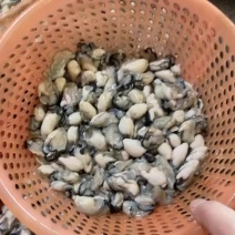 生蚝养螺专用蚝肉