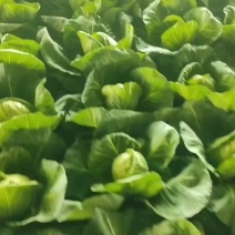 精品牛心菜，牛心甘蓝货源充足，全国发货，欢迎致电
