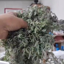 野生白蒿茵陈现挖现发各种野菜品种齐全适合批发零售