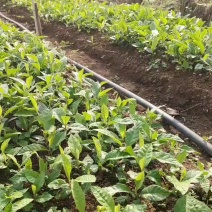 枇杷苗，批杷实生苗，自家种植全程技术指导。一手货源