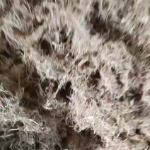 水洗稻根