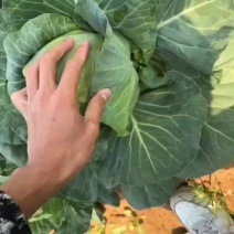 精品甘蓝大量有货，价格不高，质量保证，用的联系