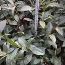 籽育草珊瑚苗