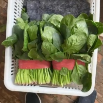 山东聊城大叶菠菜碧绿鲜嫩农家自产品质保障