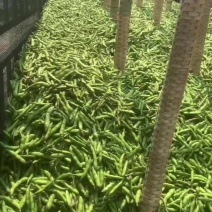 蚕豆