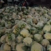 青梗菜花大量上市，有需要的老板联系一条龙服务。