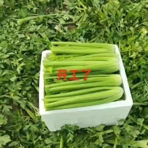 鹿邑春季大棚西芹