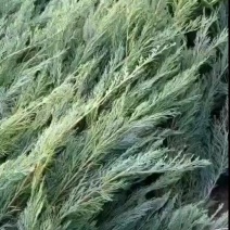 沙地柏